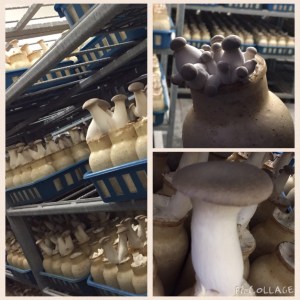 Kräuterseitlinge - Zucht - Bio